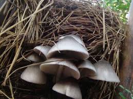 Paddy Straw Horse Straw” - (Volvariella volvacea) - Mushroom Mountain