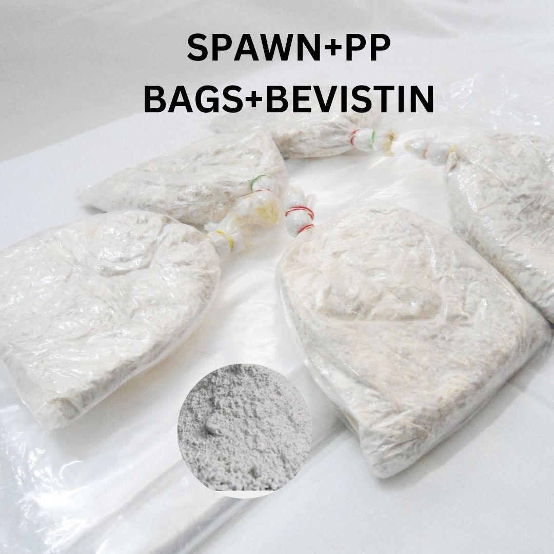 10 kg oyster mushroom combo kit ( Spawn + 100 pp bags + Bevistin )