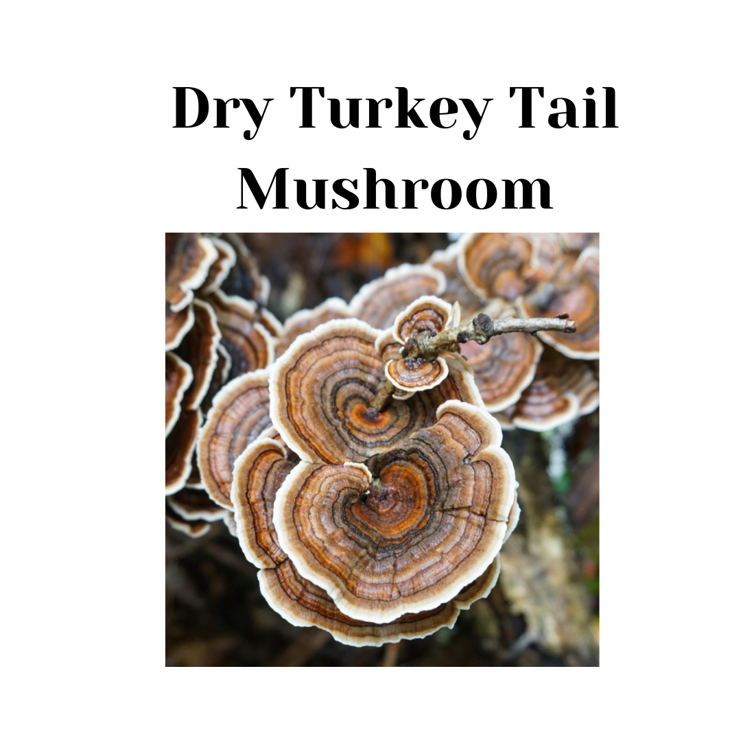 Dry Turkey Tail Mushroom - 30gm  (Trametes versicolor)