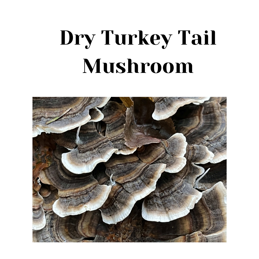 Dry Turkey Tail Mushroom - 30gm  (Trametes versicolor)