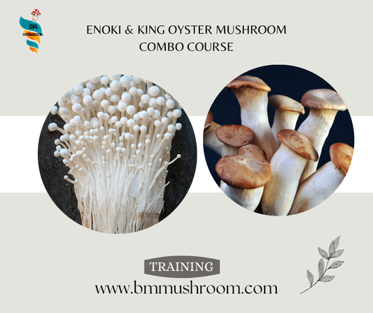 Enoki & King Oyster Mushroom Combo Course